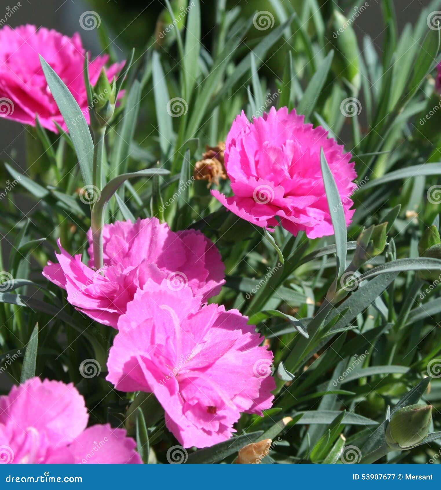 Carnation stock image. Image of gardening, carnation - 53907677