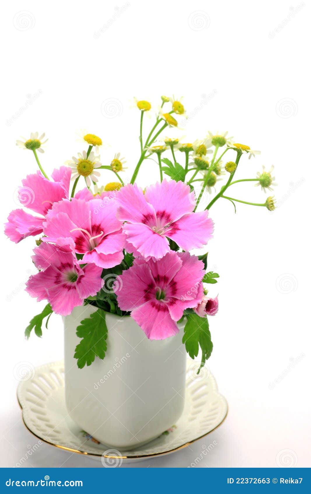 Carnation and Small Chrysanthemum Stock Image Image of indoor, plant