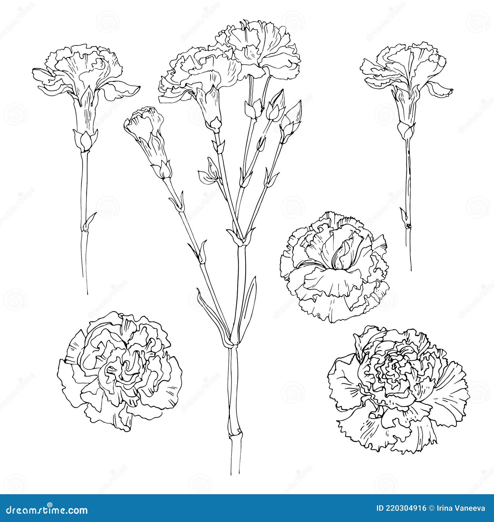 Carnation Vector Sketch of Flowers by Line on a White Background. Decor ...