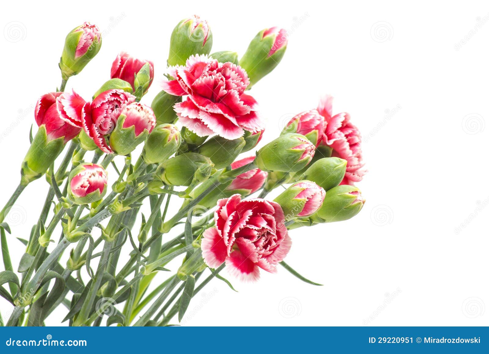 Carnations stock image. Image of botanical, beauty, bloom 29220951