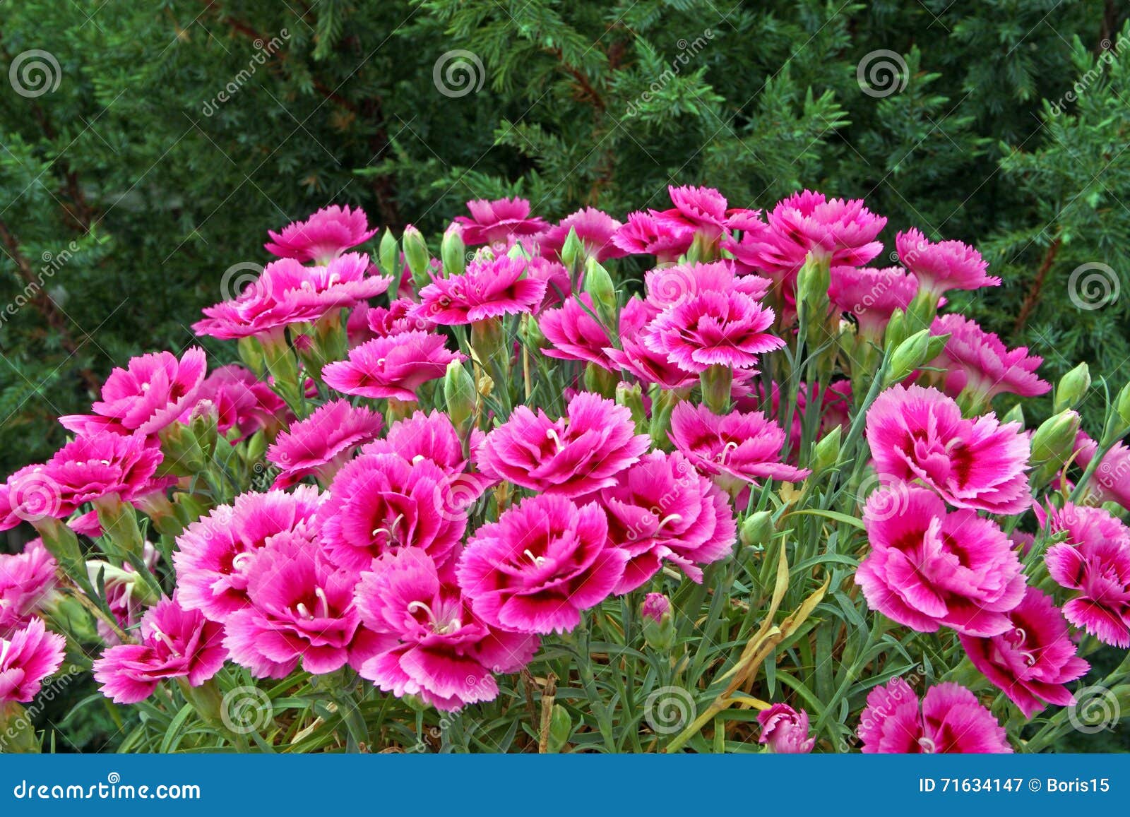 Carnations stock image. Image of seasonal, rosa, carnation 71634147