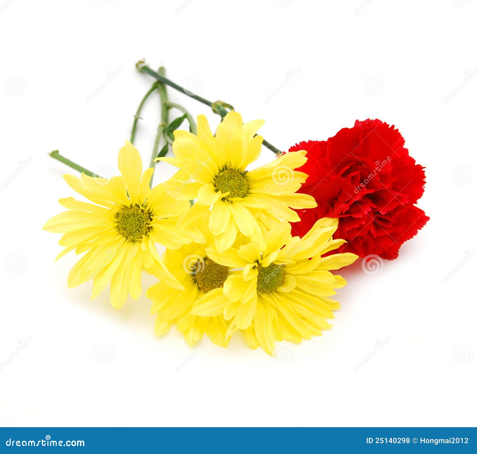 Carnations and Daisy Flower Stock Photo Image of colorful, isolation