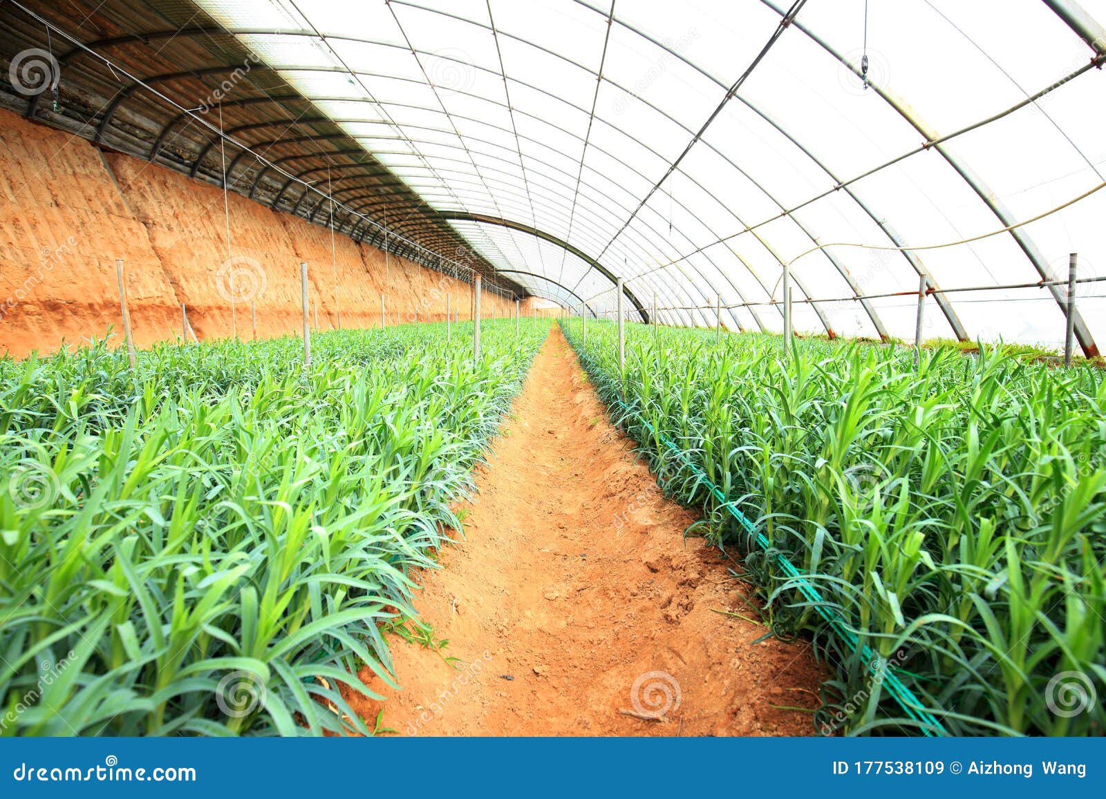 Carnations are in the Greenhouse Stock Image Image of farming, flower