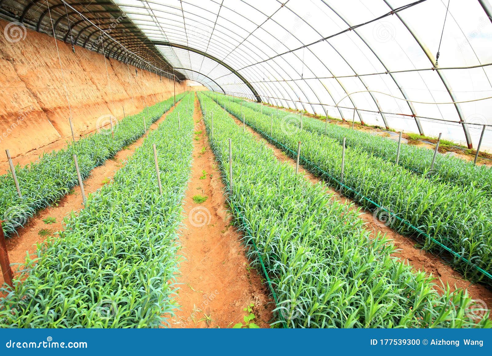 Carnations are in the Greenhouse Stock Photo Image of beautiful