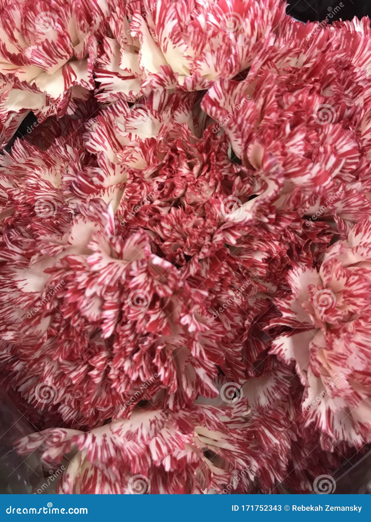 Carnations peppermint 1219 stock image. Image of carnation 171752343