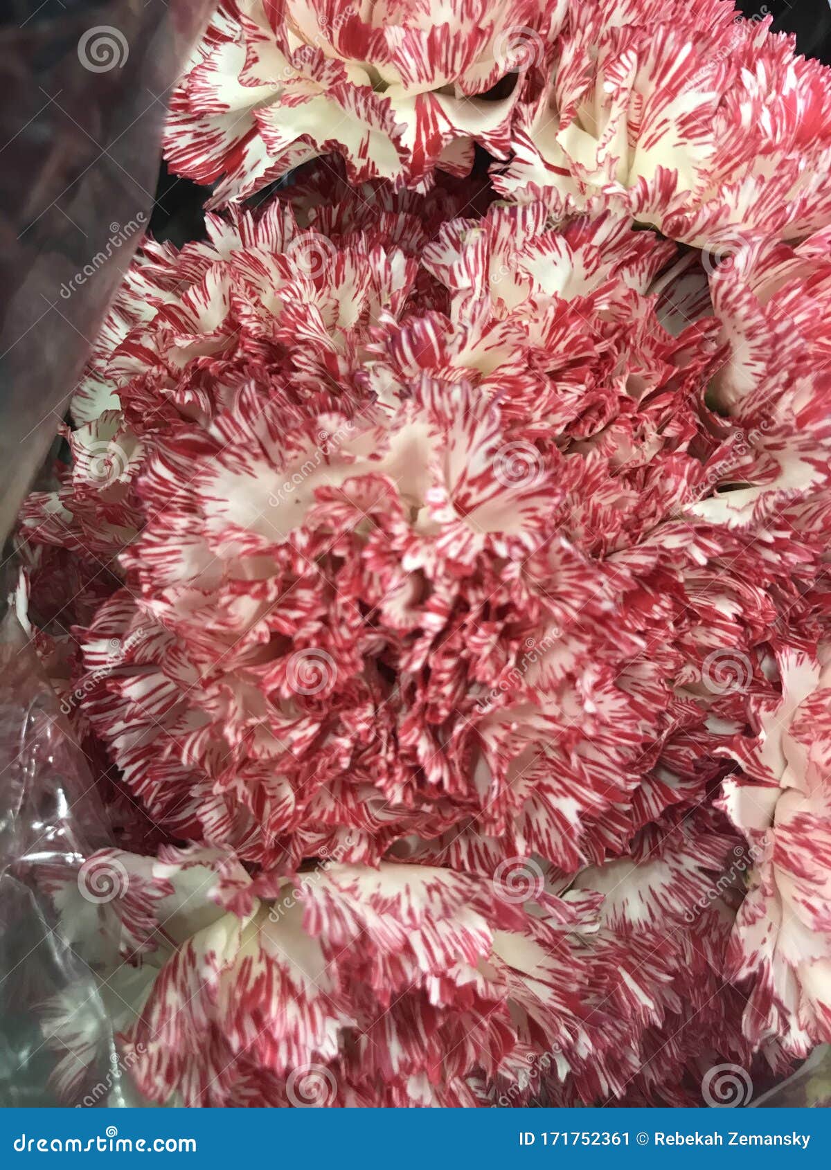 Carnations peppermint 1226 stock image. Image of design 171752361