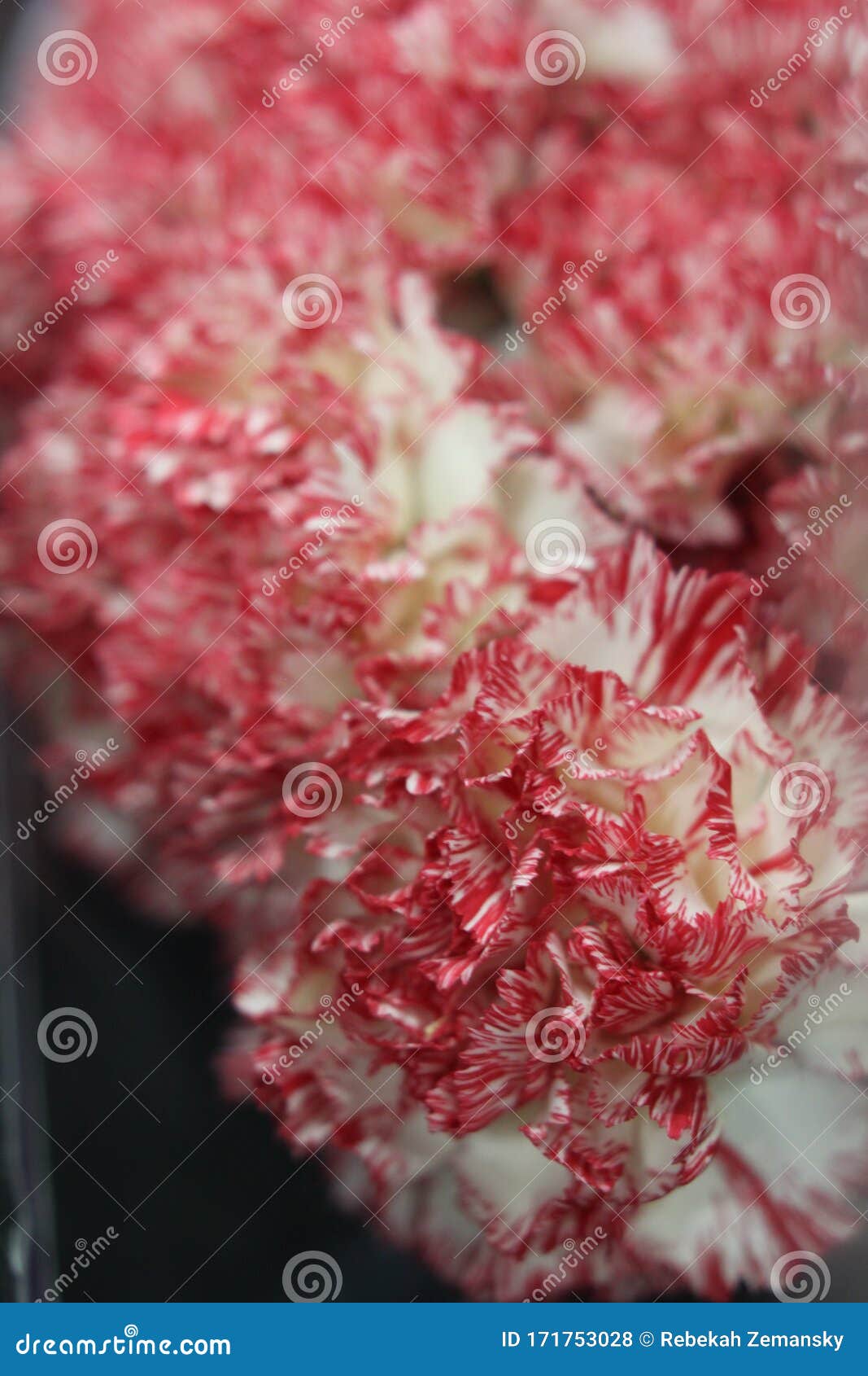 Carnations peppermint 7184 stock photo. Image of carnation 171753028