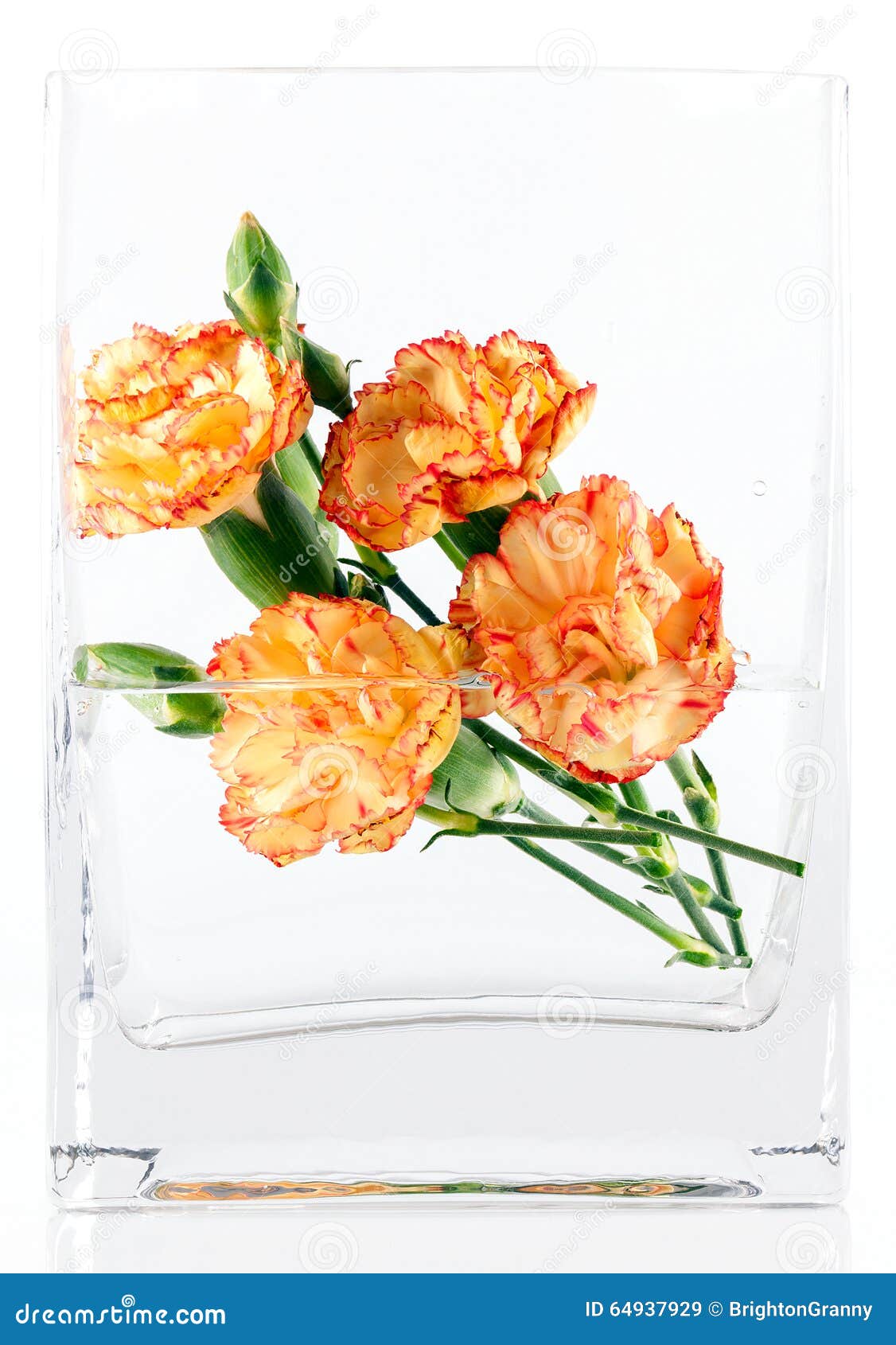 Carnations in vase stock image. Image of flowers, vase 64937929
