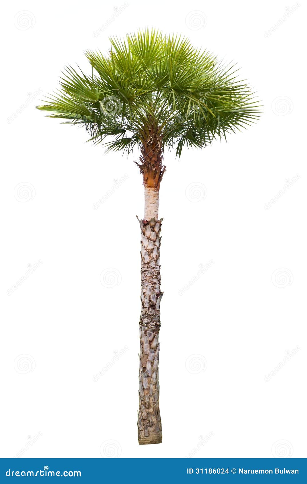 Carnauba wax palm, plant