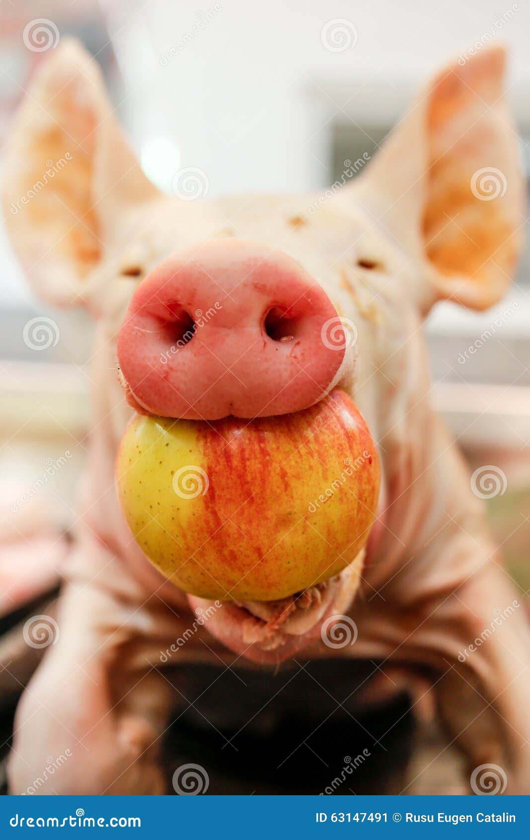 Carne Di Maiale Con La Bocca Della Mela Immagine Stock Immagine di