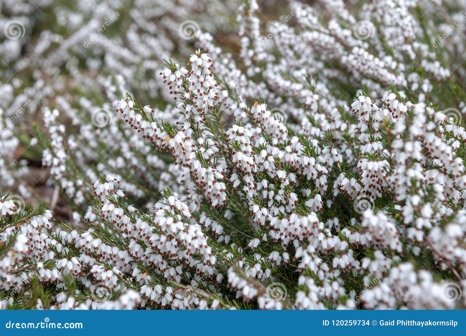 Carnea De Erica, Planta De Florescência Do Subshrub Igualmente Conhecida  Como Branco De Springwood, Charneca De Inverno, Charneca Foto de Stock -  Imagem de grupo, sabido: 120259734