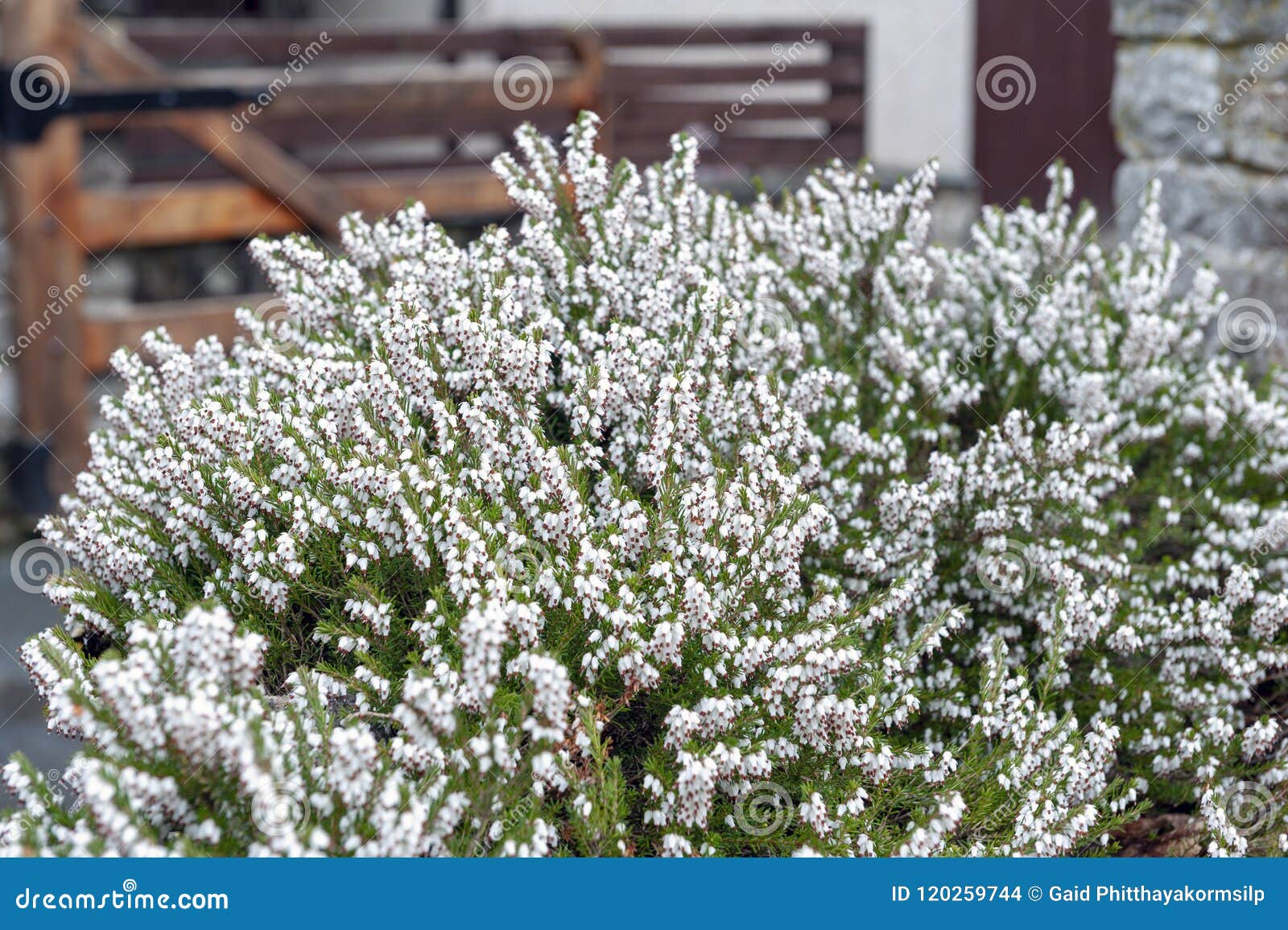 Carnea De Erica, Planta De Florescência Do Subshrub Igualmente Conhecida  Como Branco De Springwood, Charneca De Inverno, Charneca Foto de Stock -  Imagem de grupo, ornamento: 120259744