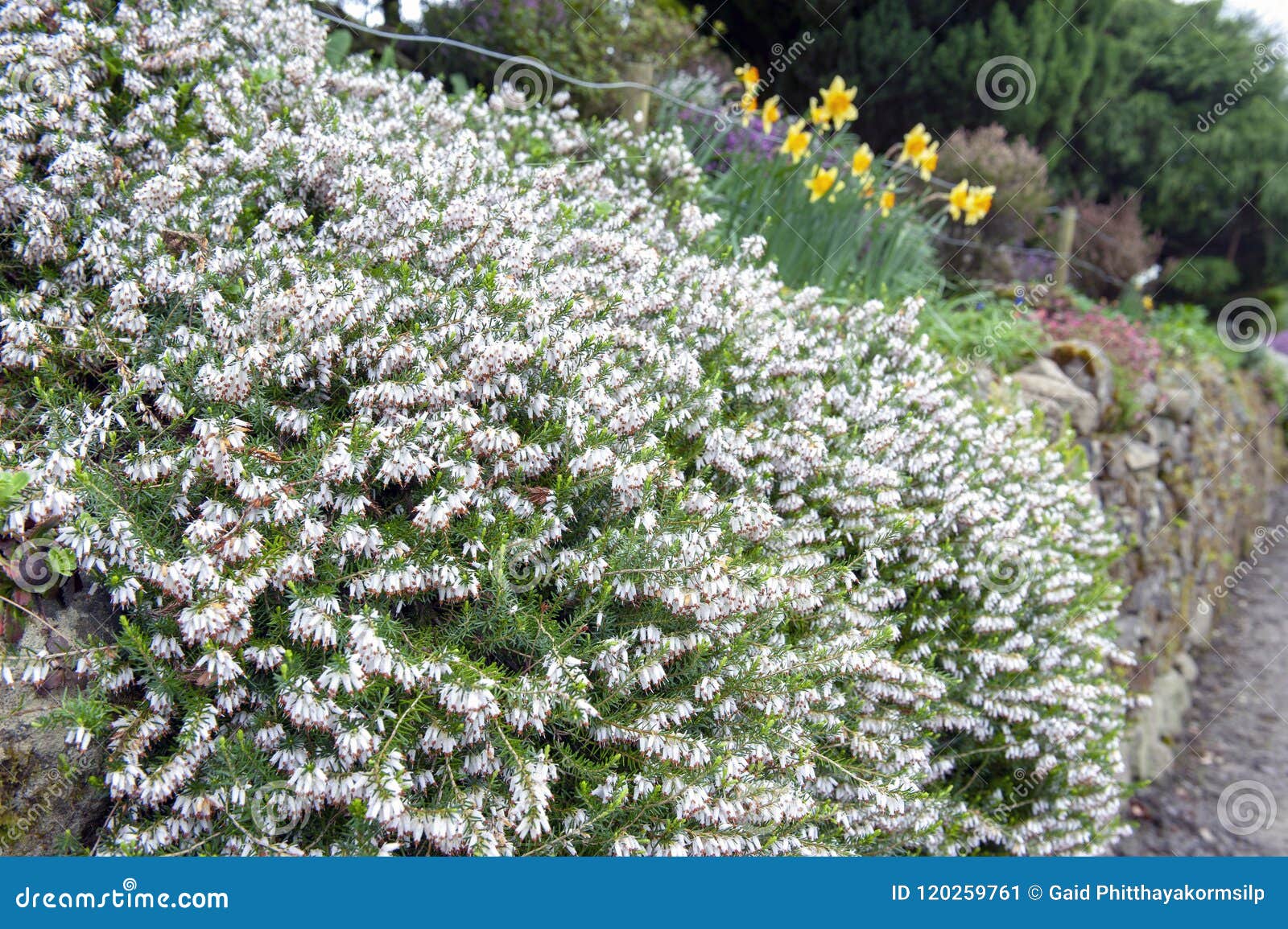 Carnea De Erica, Planta De Florescência Do Subshrub Igualmente Conhecida  Como Branco De Springwood, Charneca De Inverno, Charneca Imagem de Stock -  Imagem de grupo, abundante: 120259761