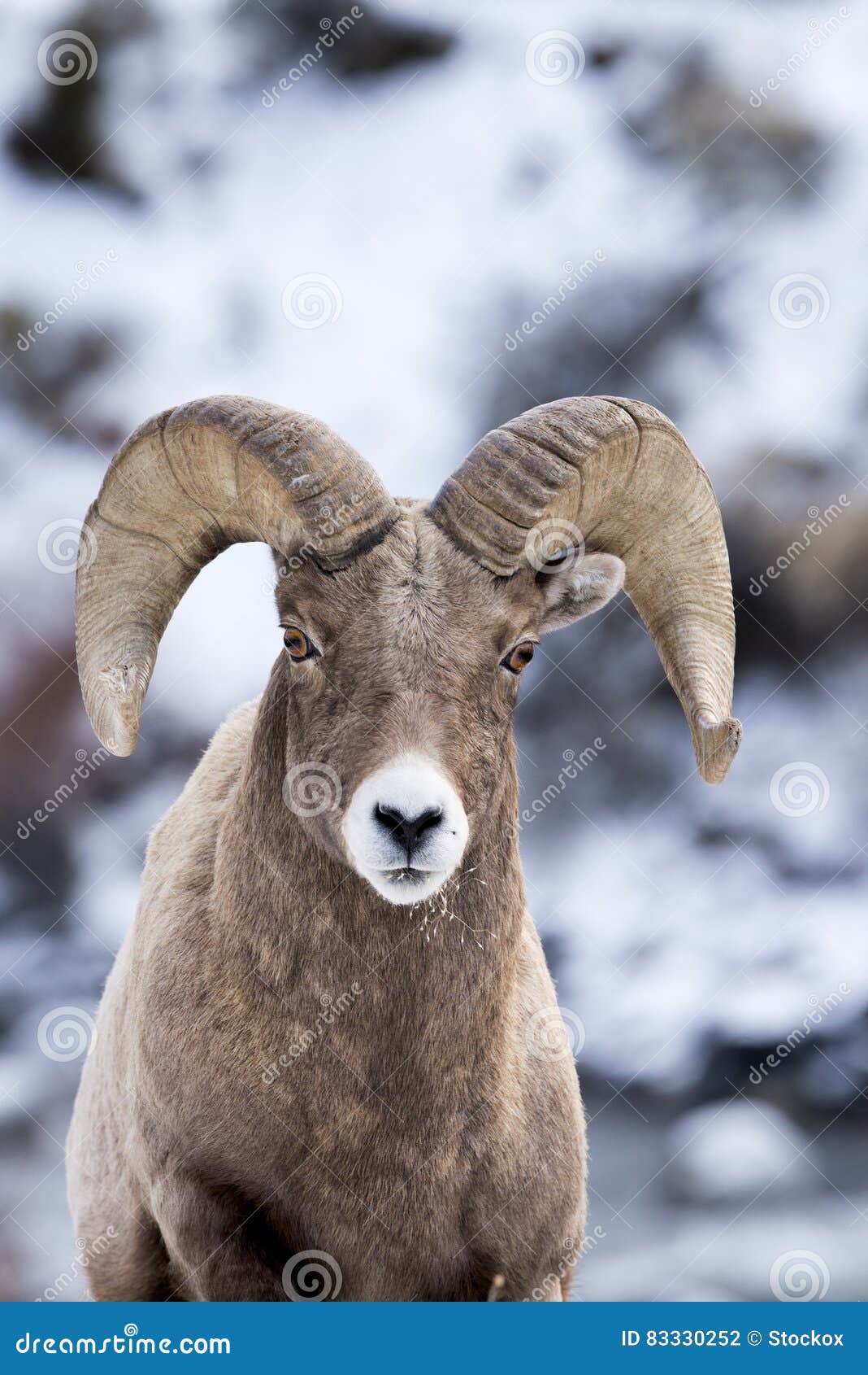 Carneiros de Bighorn na neve. Close up of Bighorn Sheep as he walks over hill covered in snow in Yellowstone National Park NP.