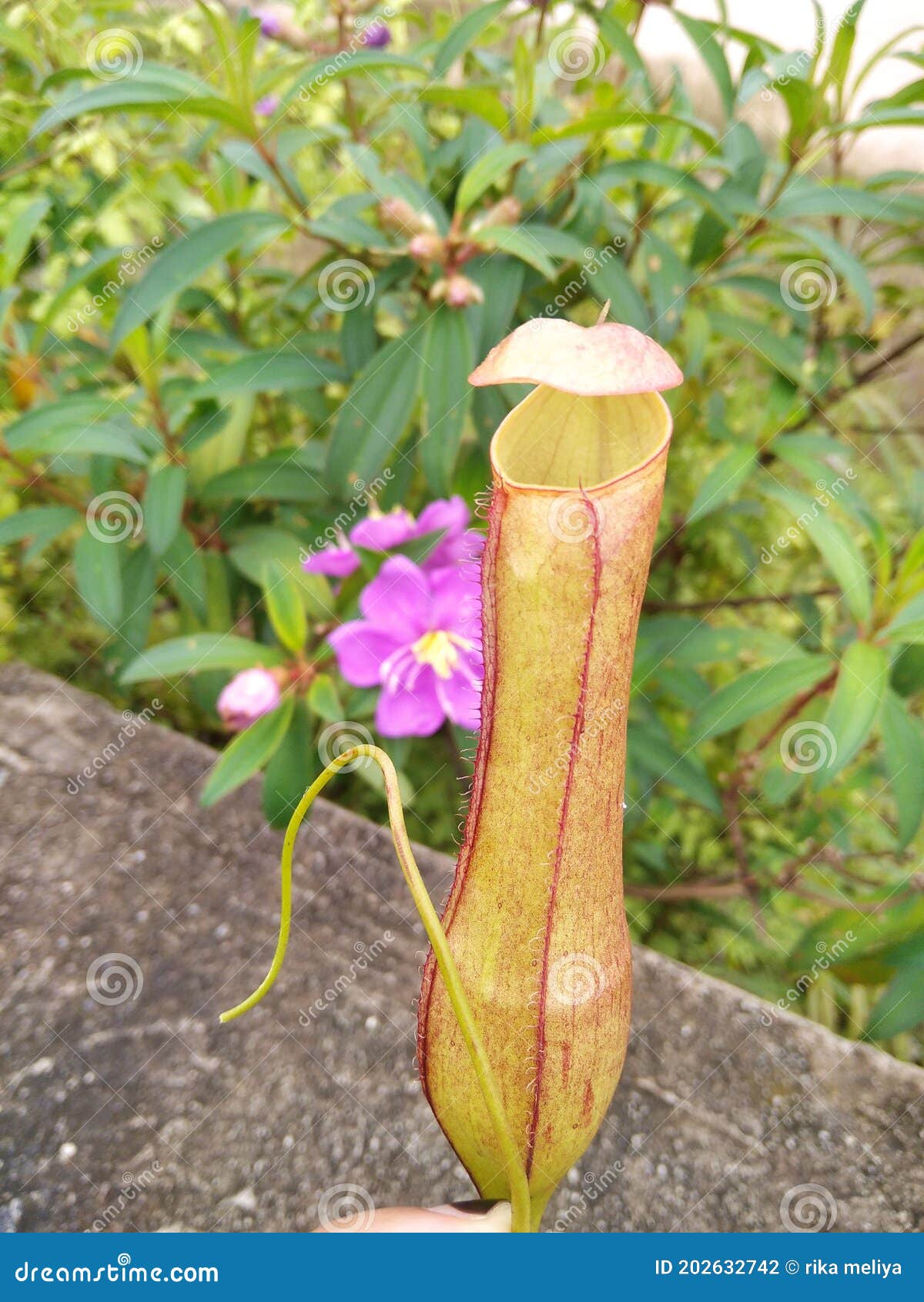 carnivora plant from indonesia