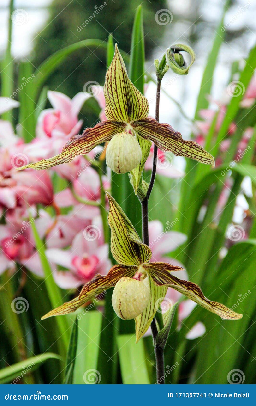 Are Orchids Carnivorous Plants 