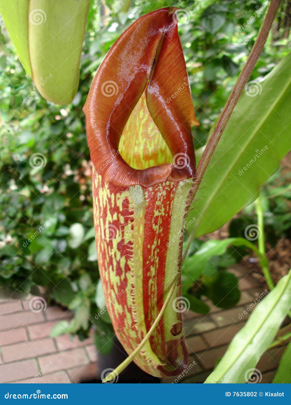 carnivorous pitcher plant closeup