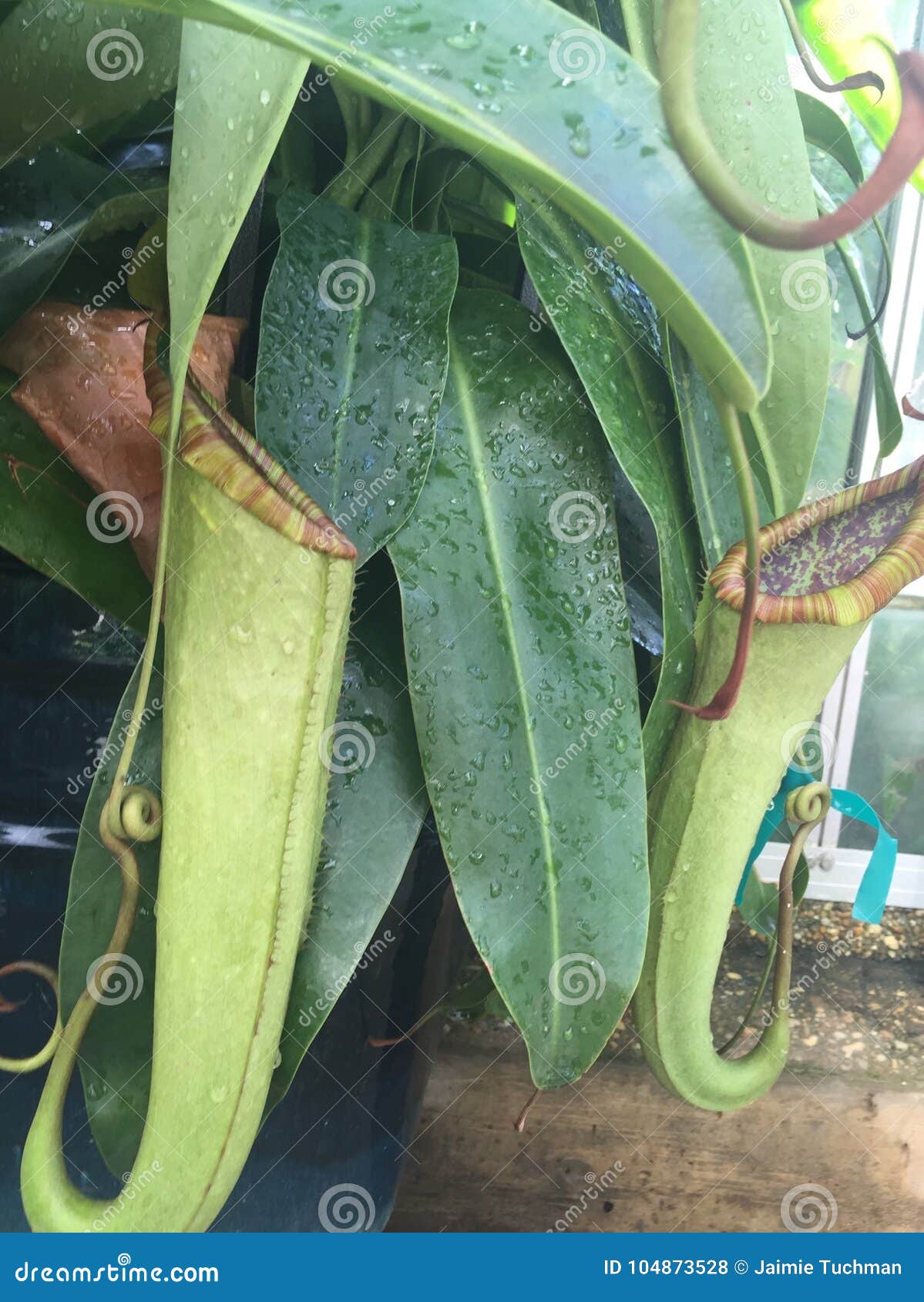 Carnivorous Plant that Eats Bugs Stock Photo Image of digest, alata