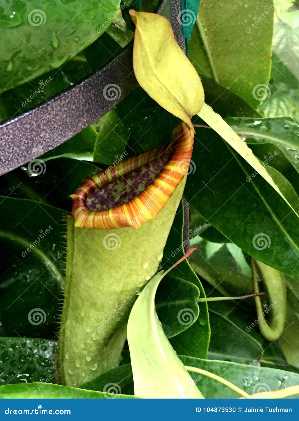 Carnivorous Plant that Eats Bugs Stock Photo Image of ampullaria