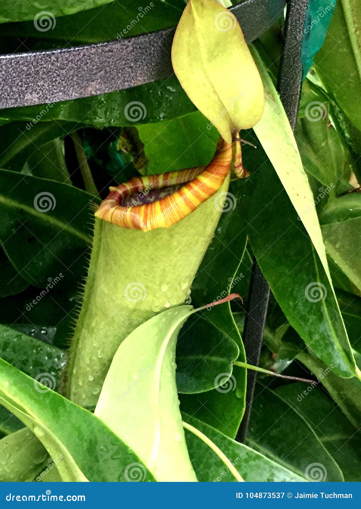 Carnivorous Plant that Eats Bugs Stock Image Image of leaf, forest