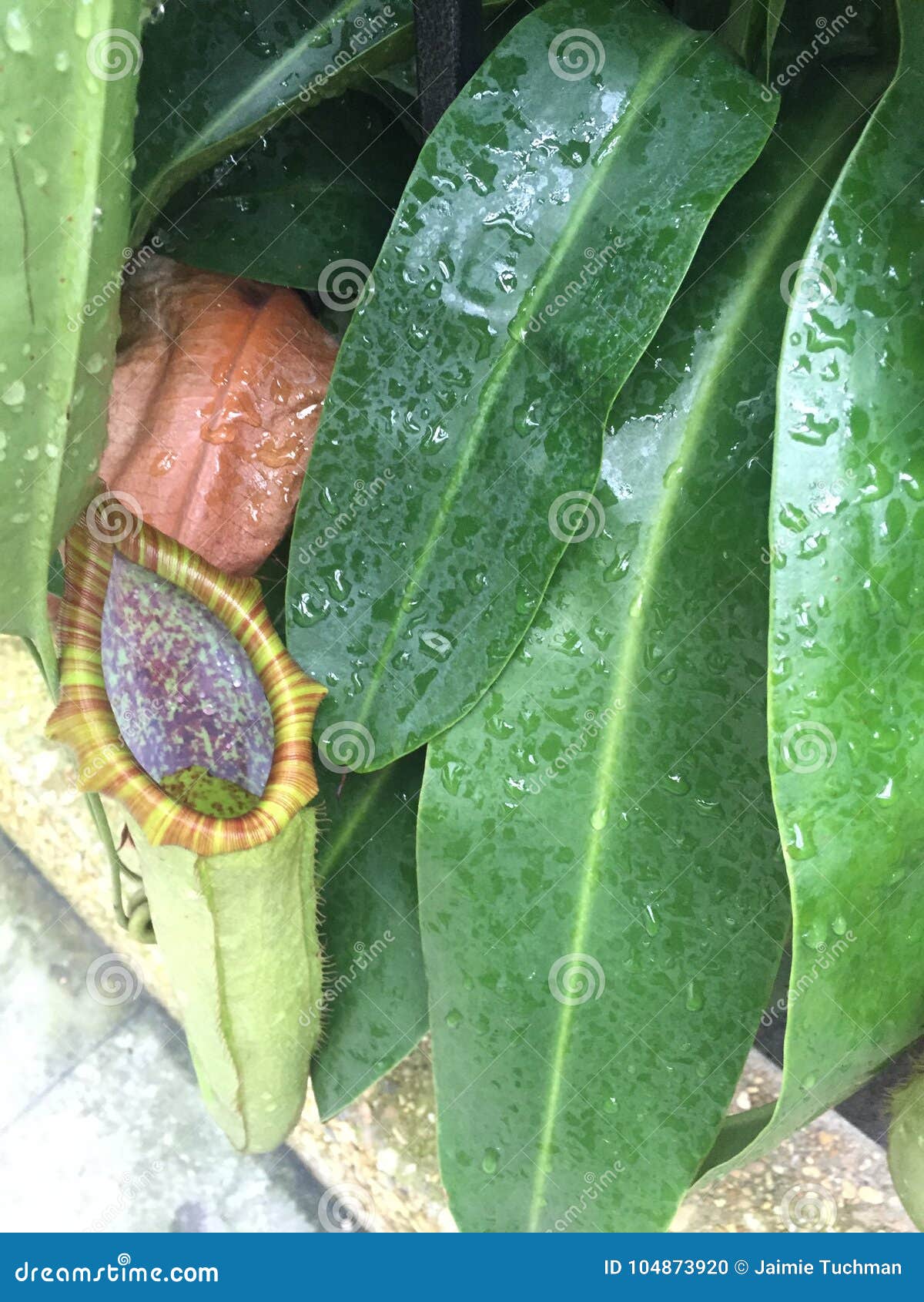 Carnivorous Plant that Eats Bugs Stock Photo Image of green, forest