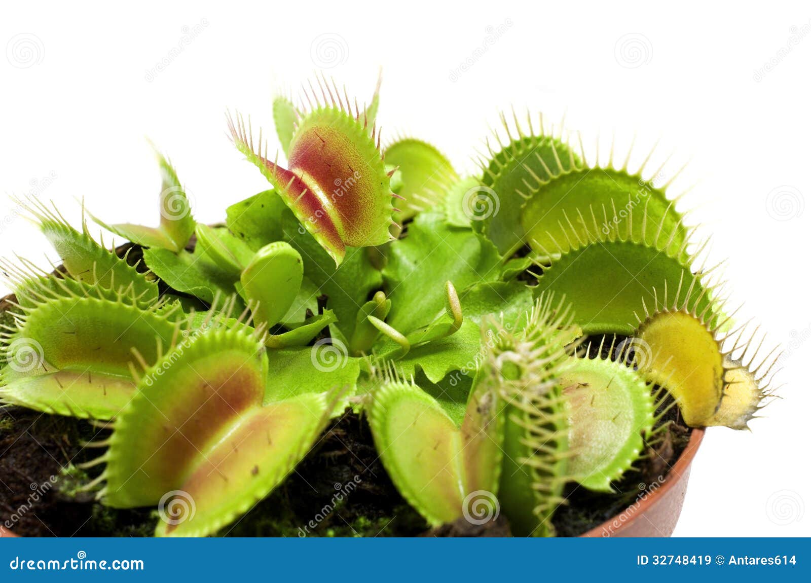 carnivorous plant