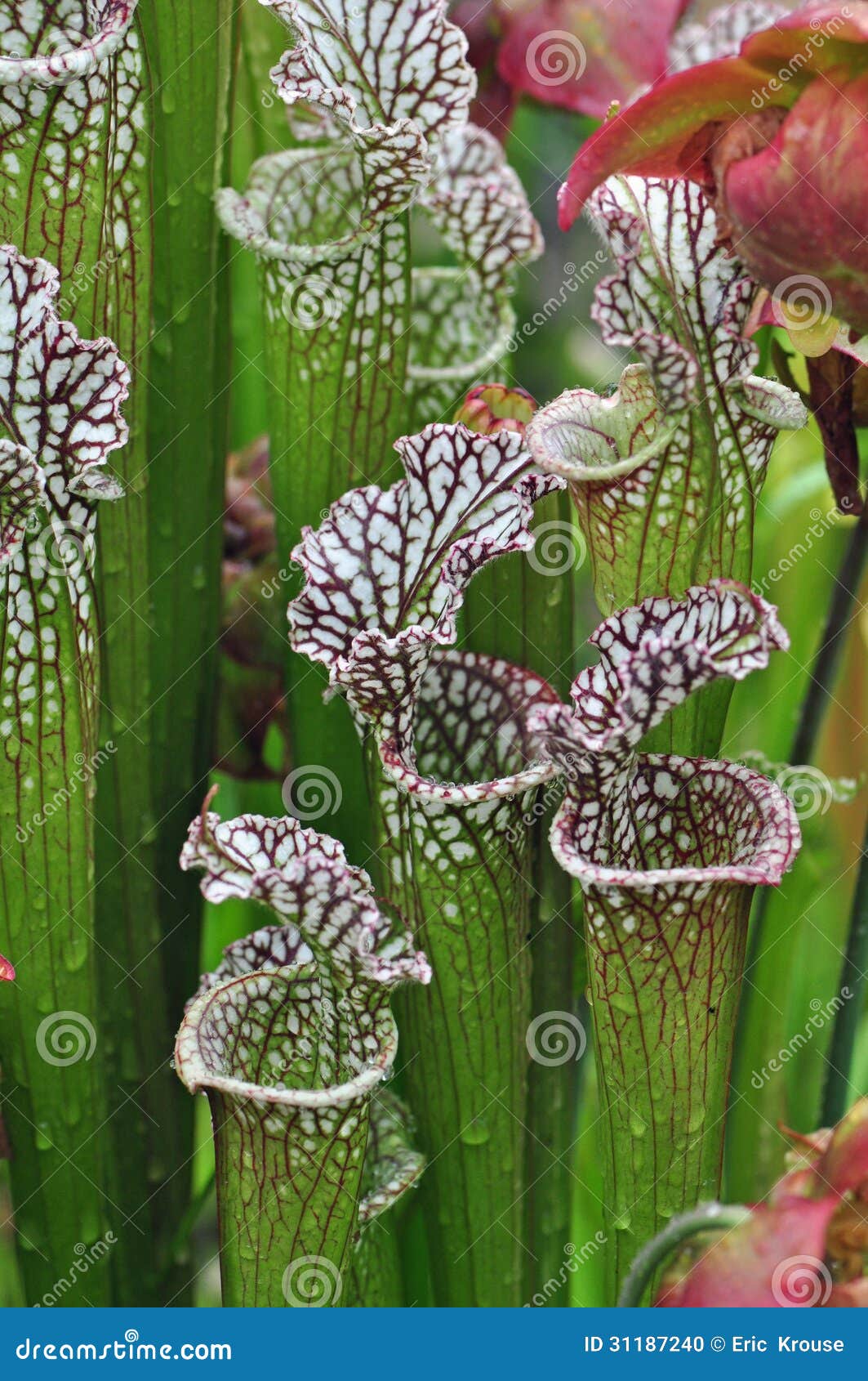 carnivorous plants
