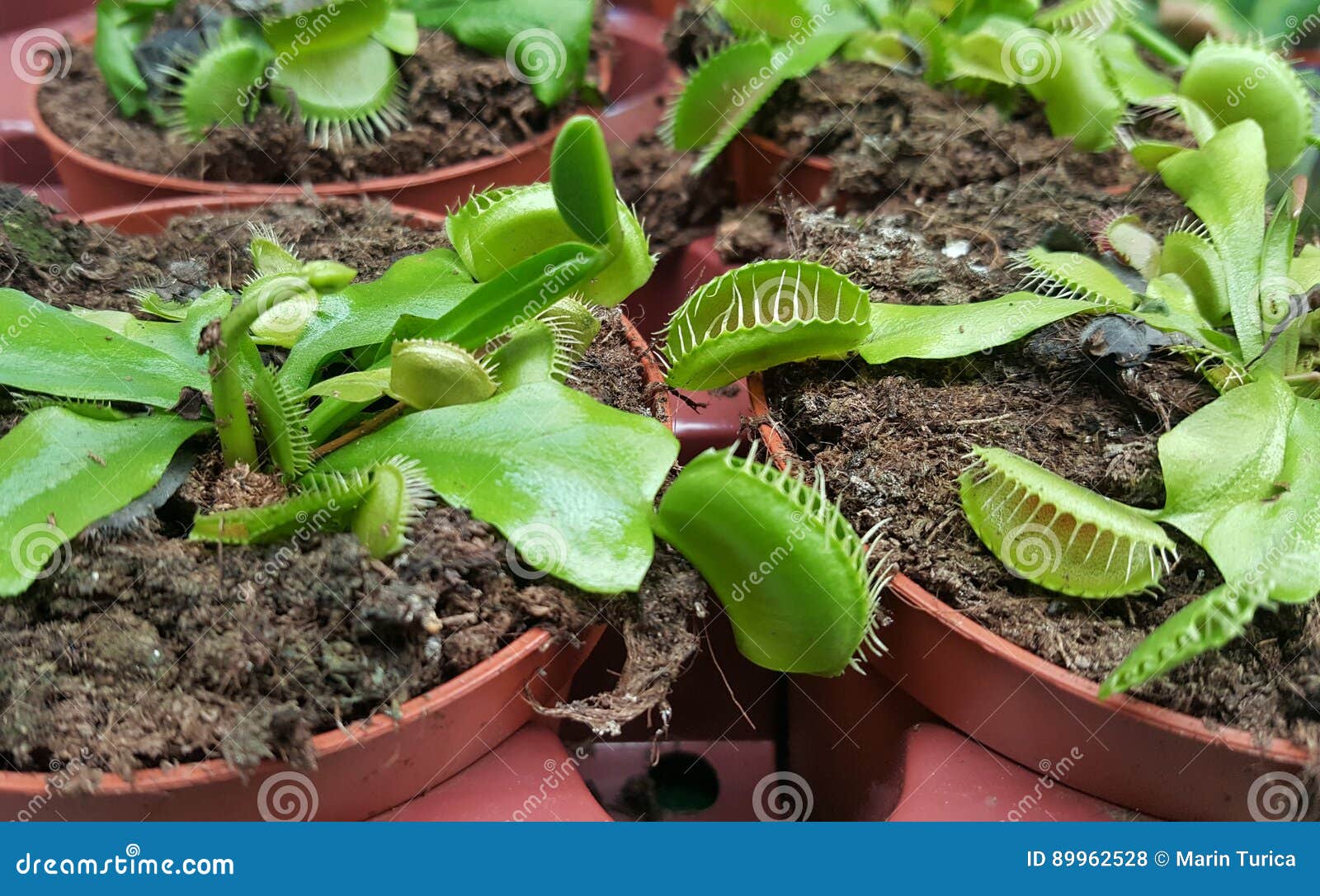 Carnivorous Plants in Pots Venus Fly Trap Stock Photo Image of