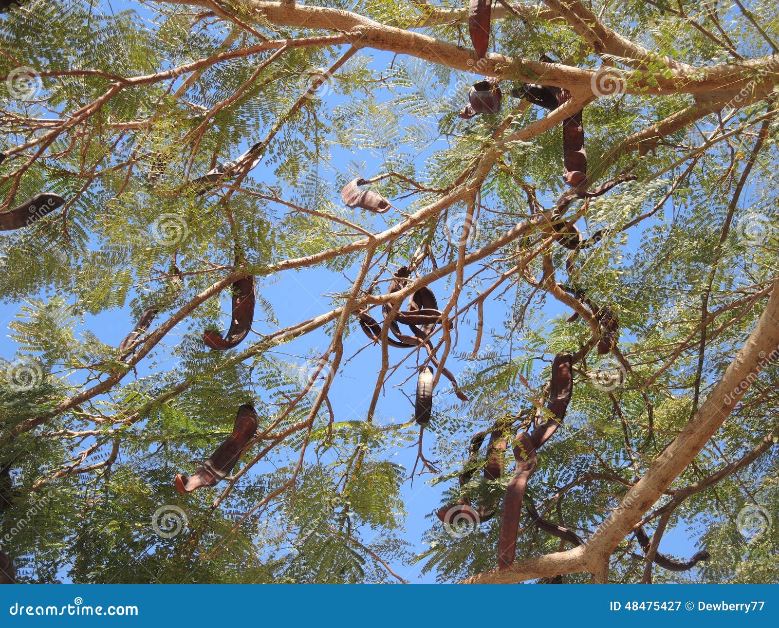 Вечнозеленые хлебные деревья Джон или carob