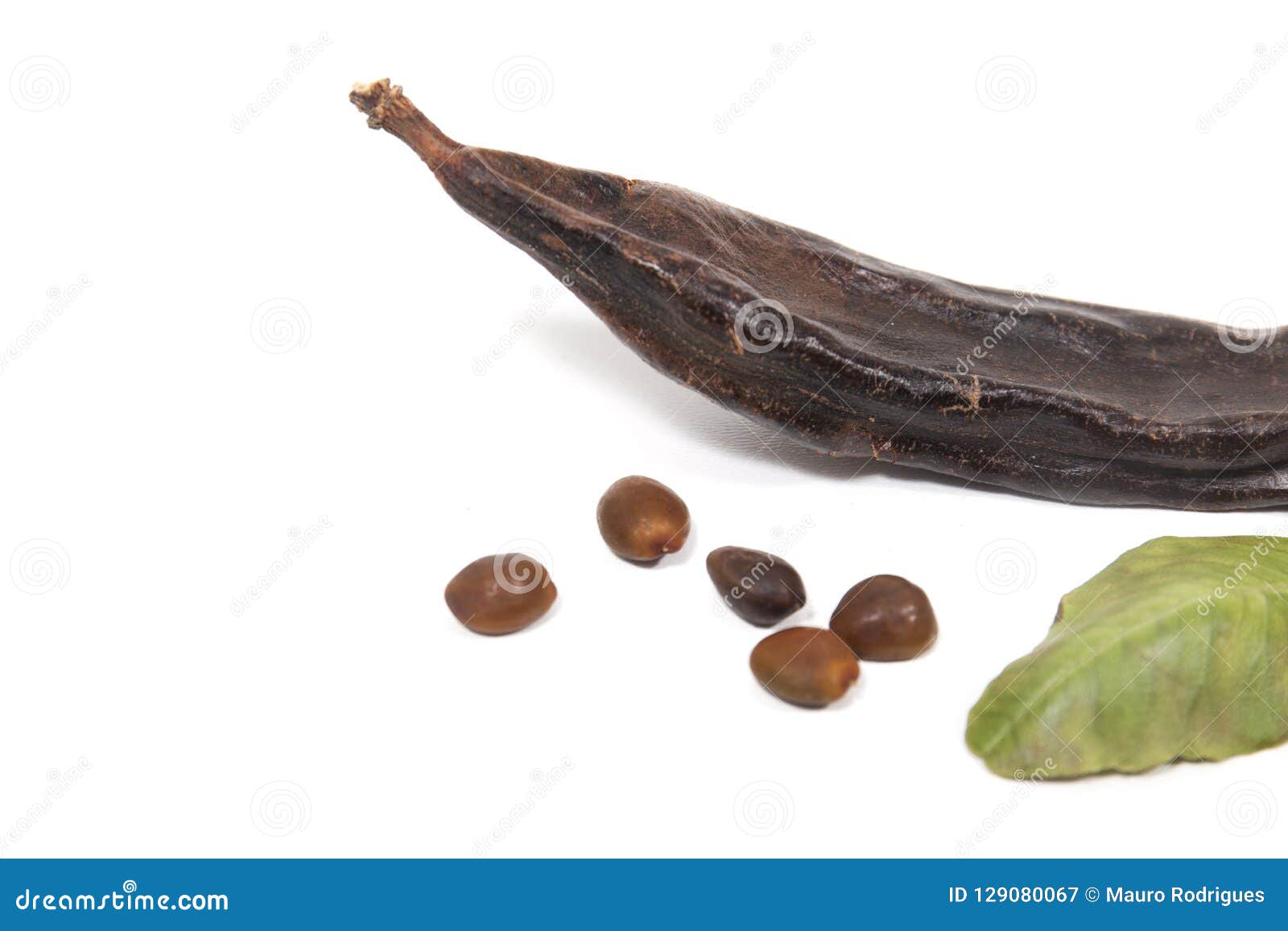 Carob fruits with leafs stock image. Image of portuguese 129080067