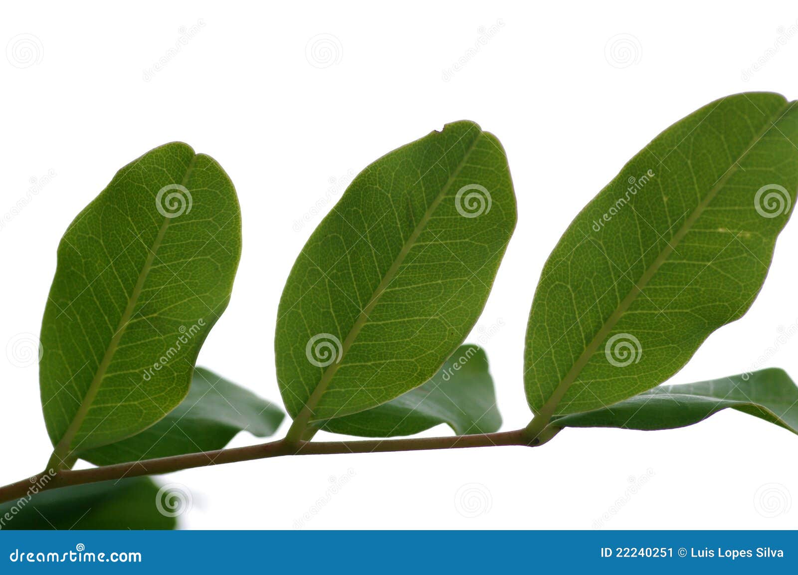 Carob tree leaves stock image. Image of alfarrobeira 22240251