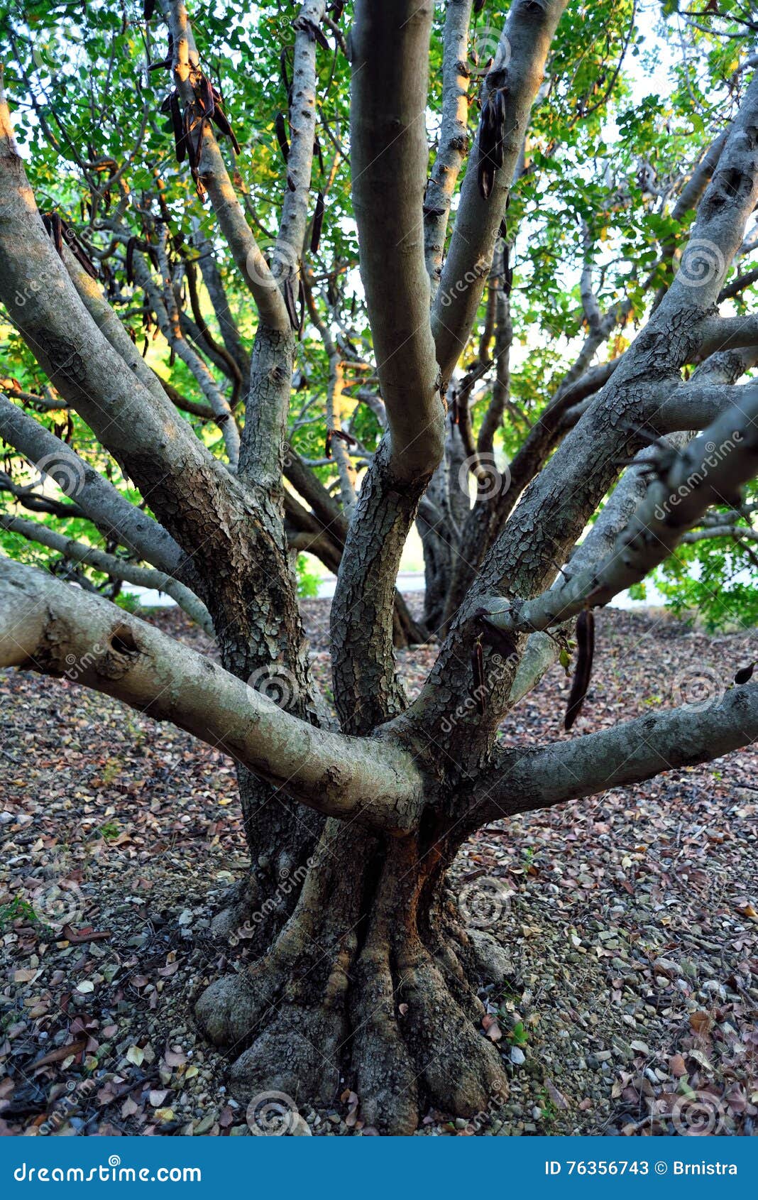 Carob Tree stock image. Image of plant, mediterranean 76356743