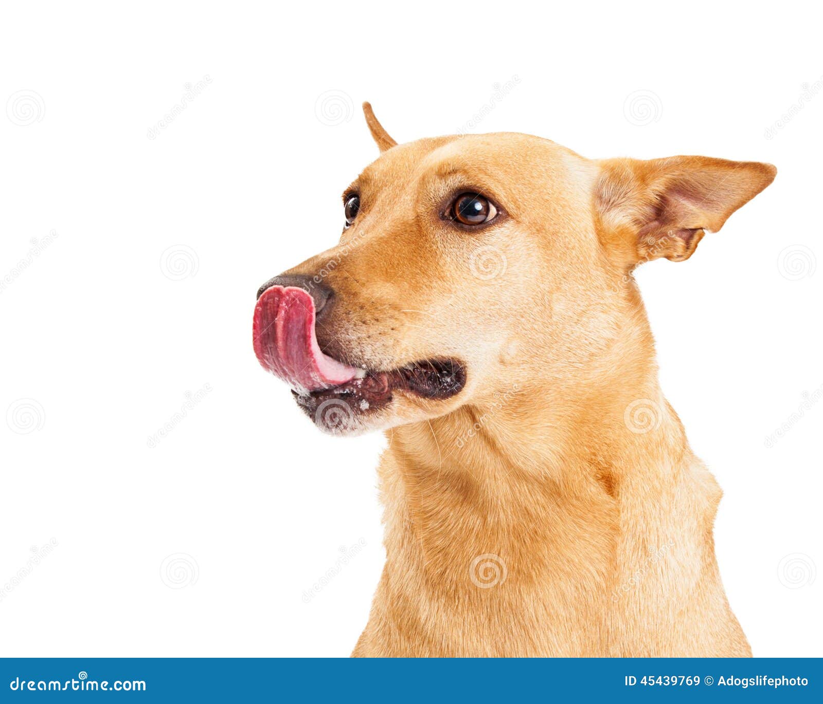 Carolina Dog Licking Lips imagen de archivo. Imagen de aislado 45439769