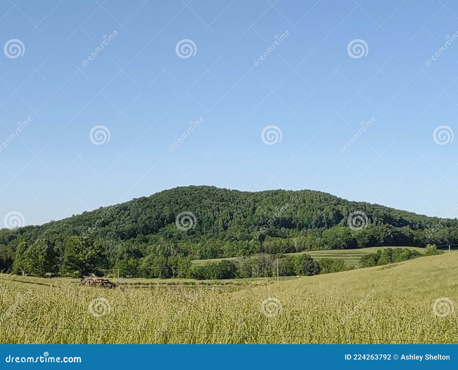 Carolina Farm Land stock photo. Image of meadow, farm 224263792