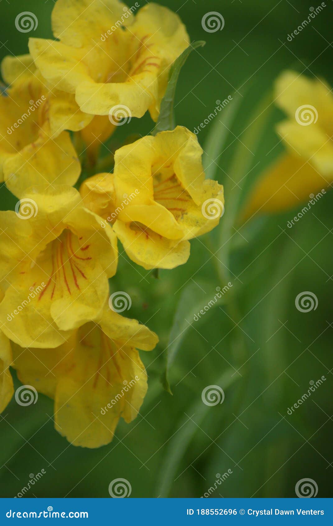 Carolina jasmine foto de stock. Imagem de jasmim, carolina - 188552696