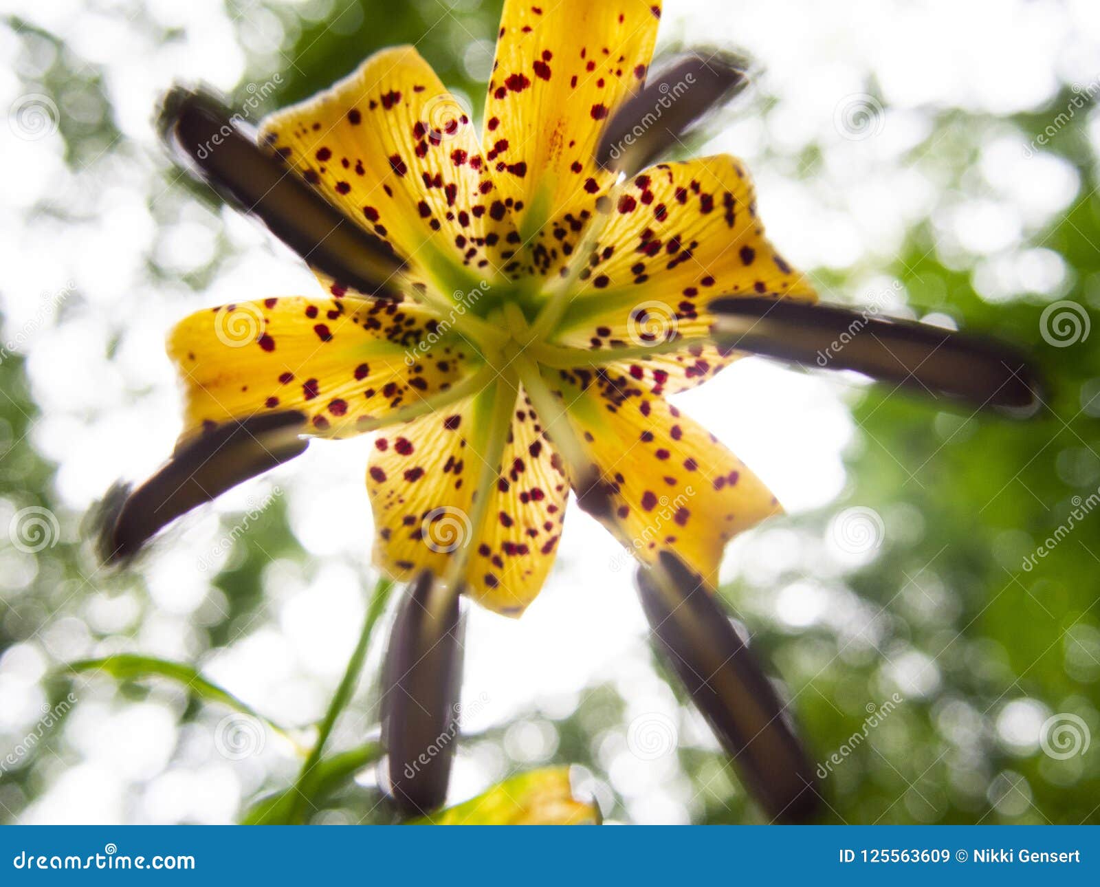 Carolina Lily Wildflower from Beneath Stock Image Image of august