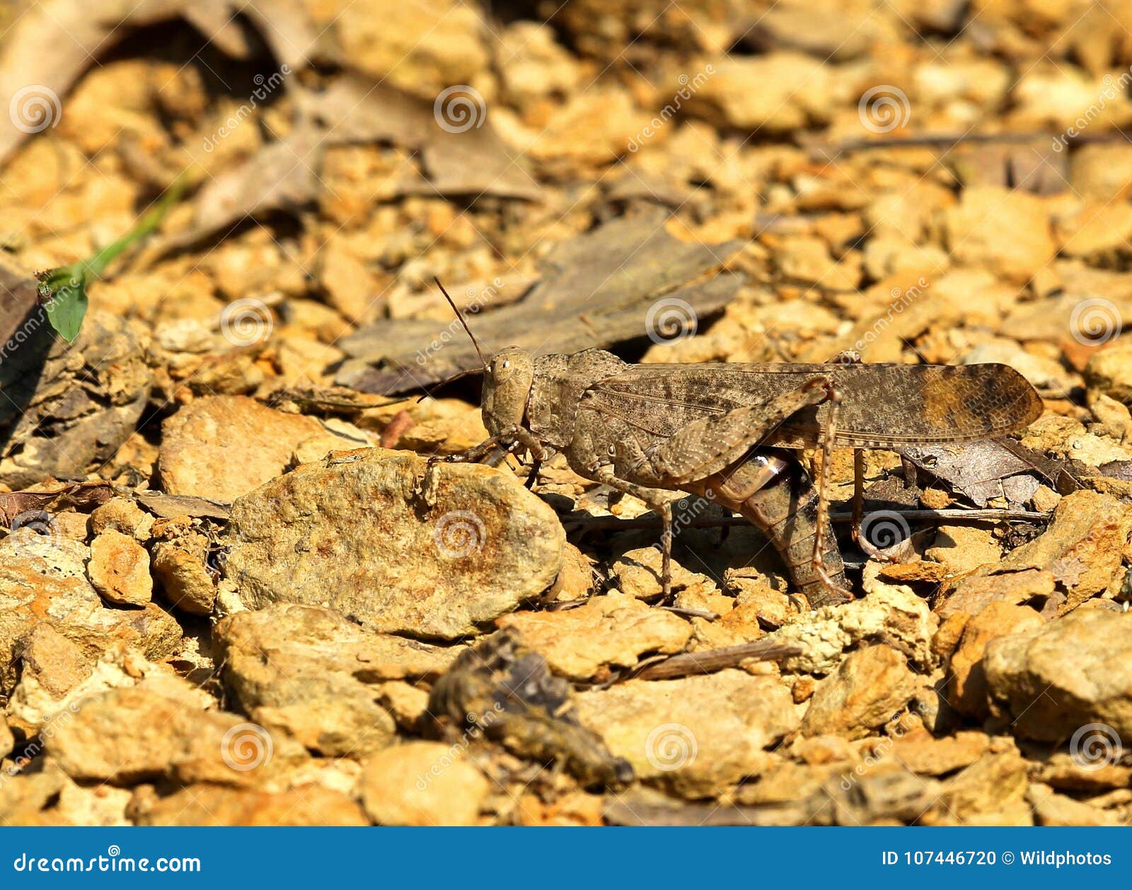 Carolina Locust Laying Eggs Stock Photo Image of pest, entomology