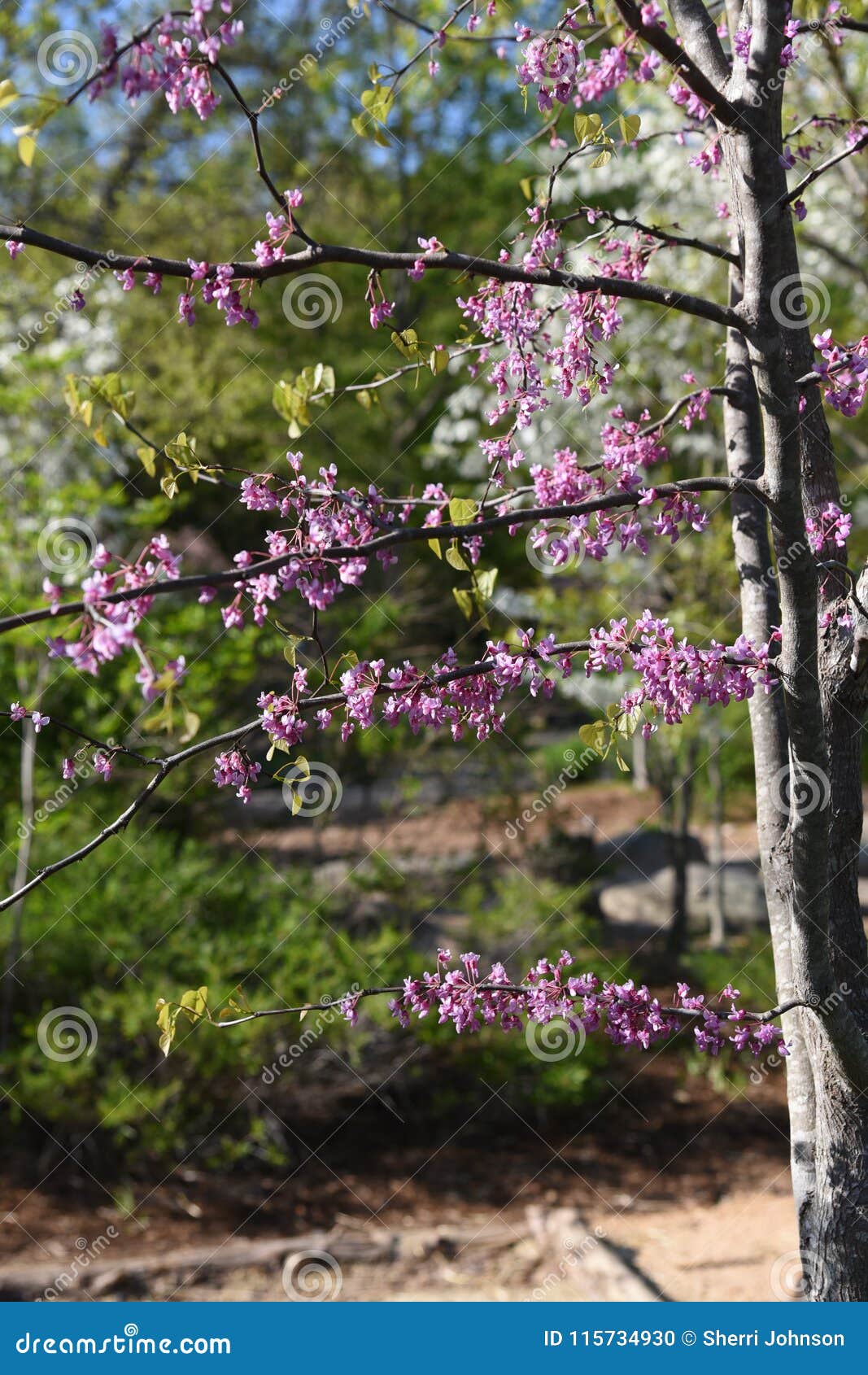 Carolina Red Bud Blooming Closeup Stock Photo Image of grass, natural
