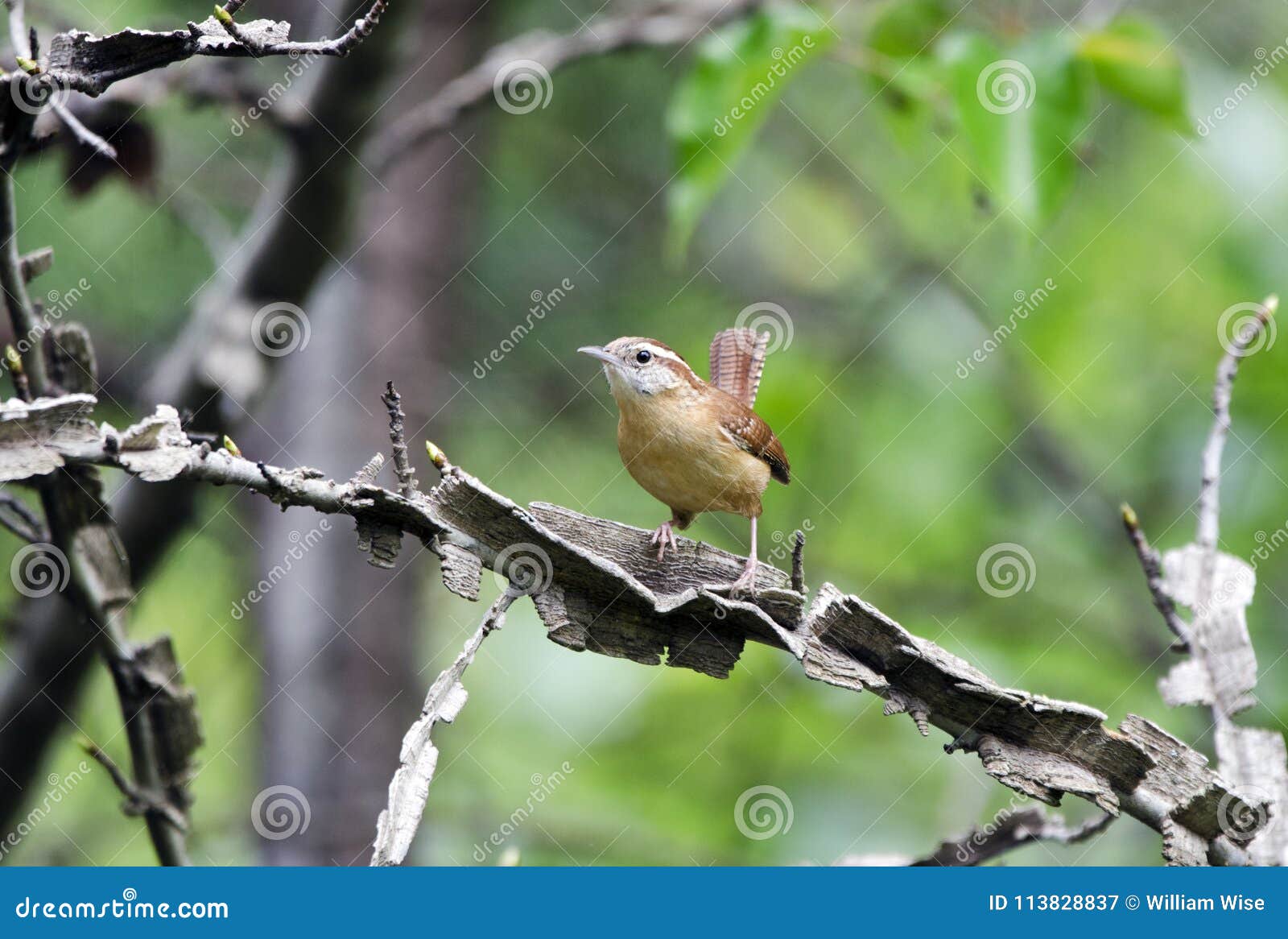 carolina wren perched on sweetgum tree branch, georgia, usa