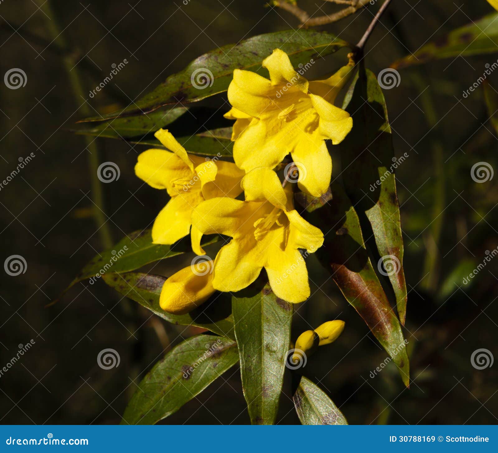 Carolina Yellow Jasmine Flowers Stock Image Image Of Sempervirens Sunny 30788169