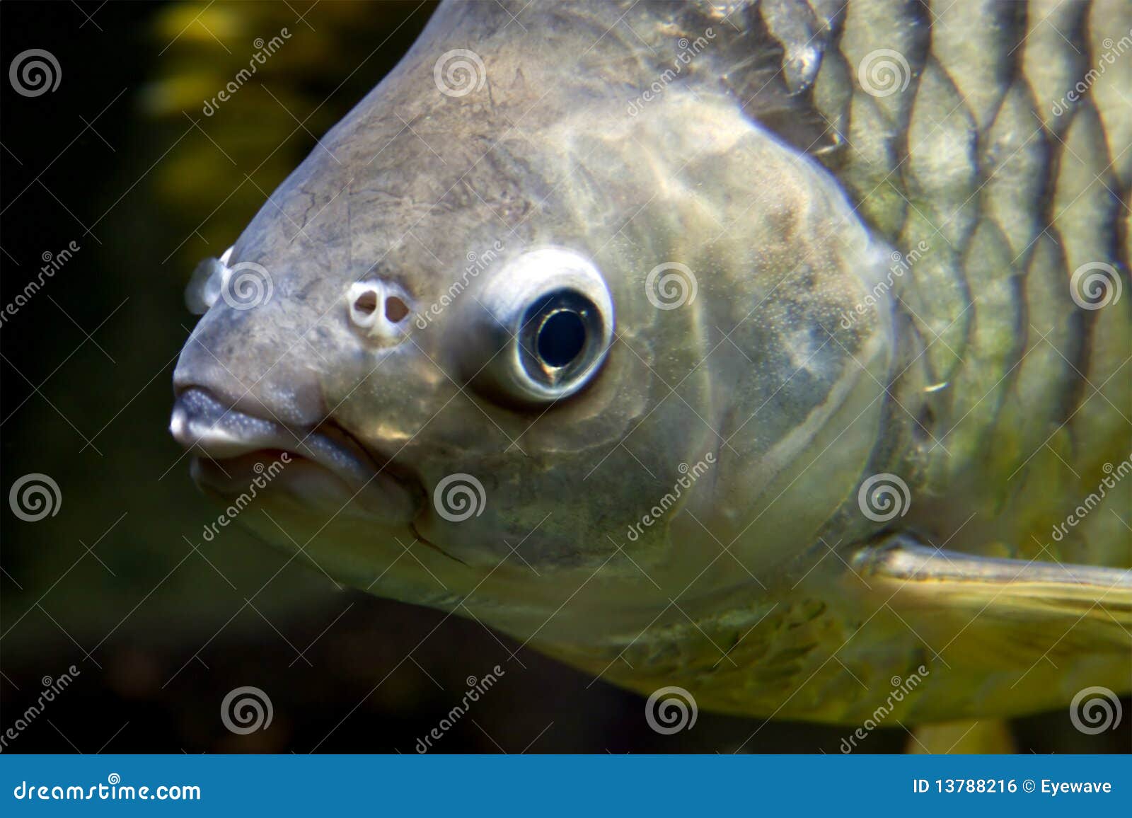 658 Carp Face Stock Photos - Free & Royalty-Free Stock Photos