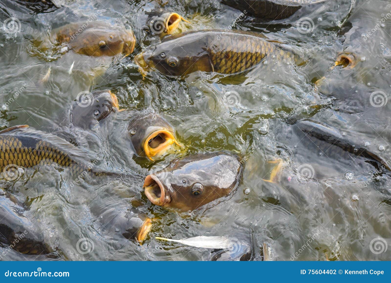 Carp Feeding Frenzy. stock photo. Image of introduced - 75604402