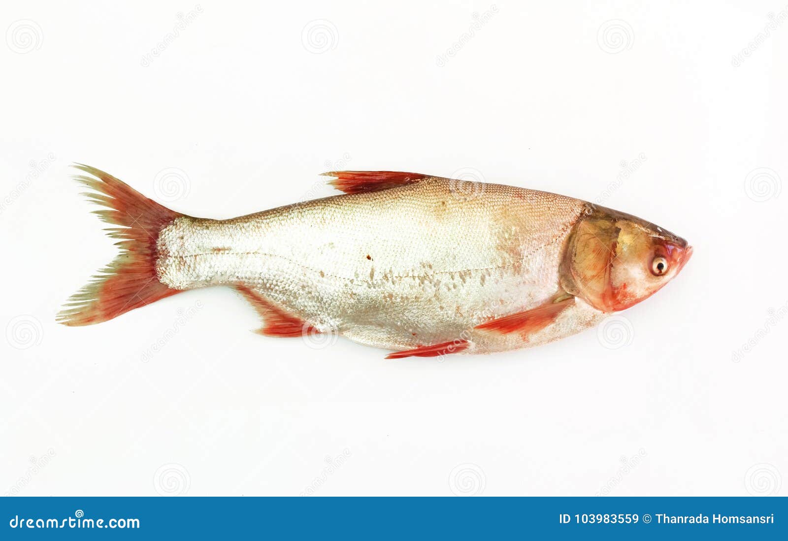 Fish Eating Minnow Stock Photos - Free & Royalty-Free Stock Photos from  Dreamstime