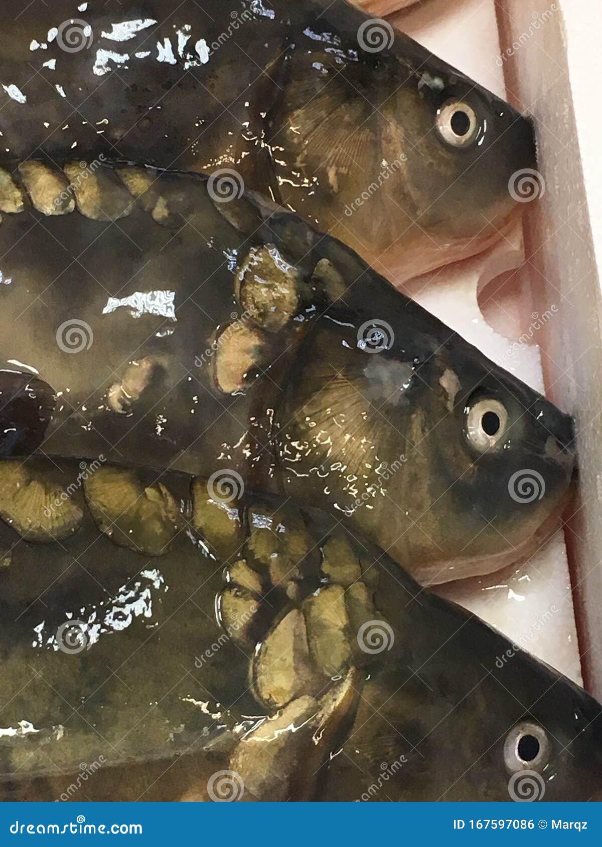 fish heads for sale fish heads for sale