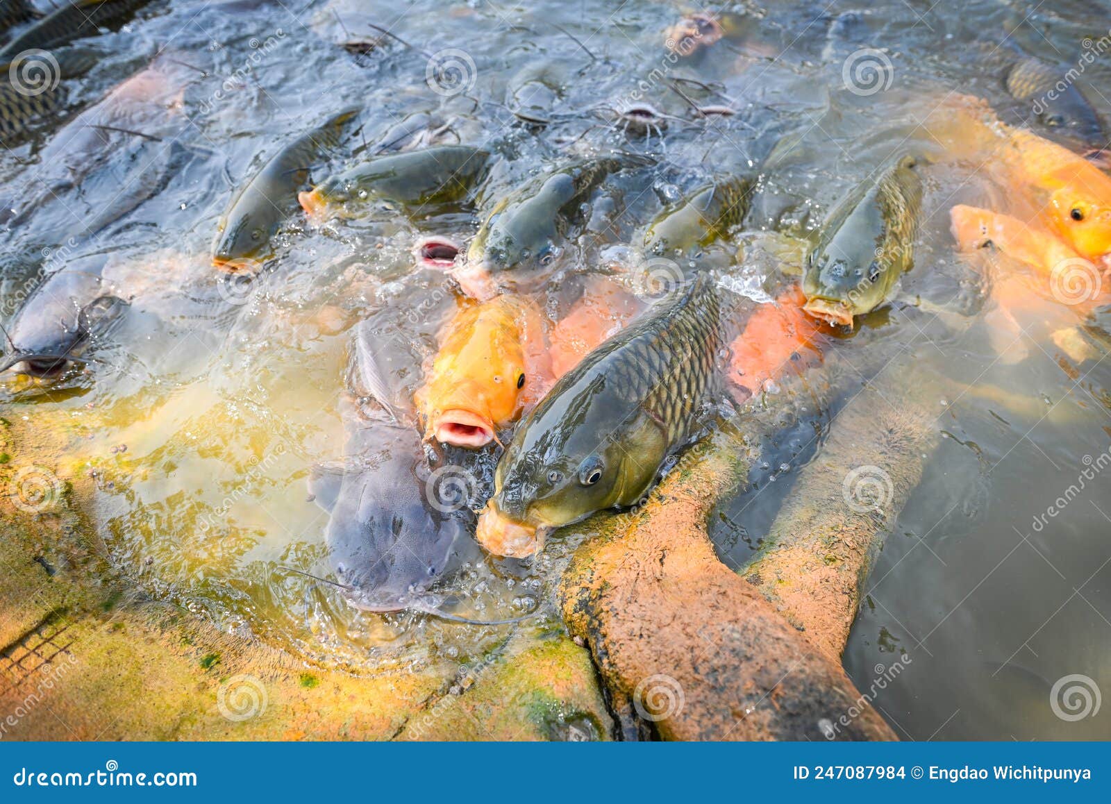 Carp Fish Tilapia and Catfish Eating from Feeding Food on Water Surface  Ponds on Water Surface Ponds, Fish Farm Floating for Stock Photo - Image of  fisherman, catch: 247087984