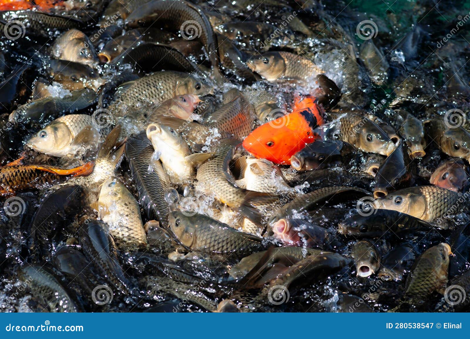 Carp and Golden Carp, a Lot of Fish in the Water. Koi. Fishing Stock Image  - Image of thailand, food: 280538547