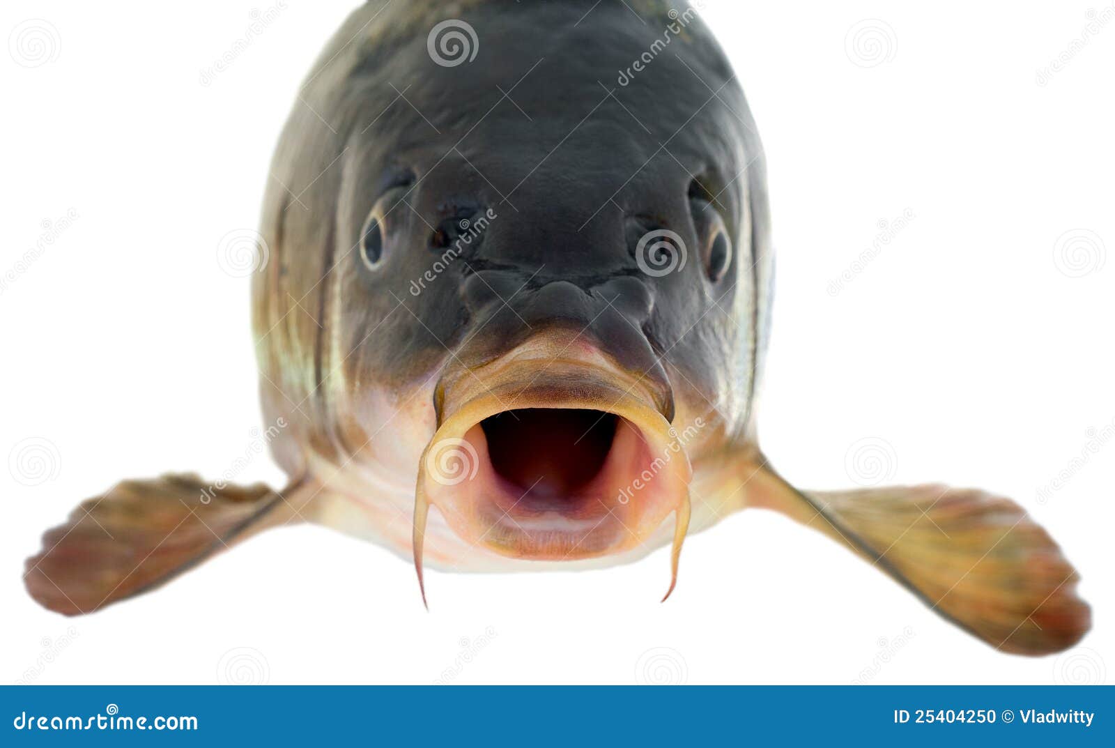 Carp Fish Half-face Isolated on White Background Stock Image