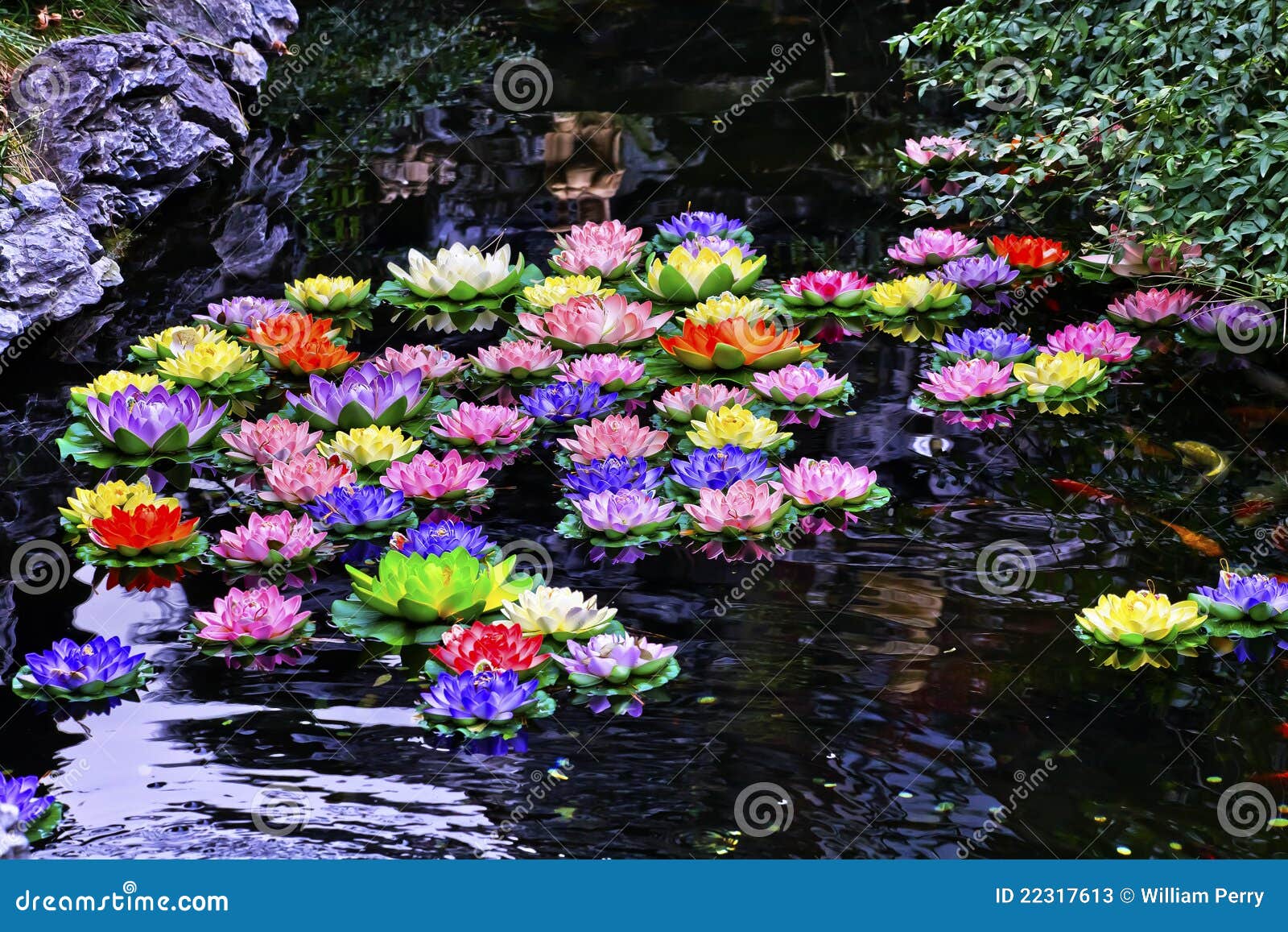 Carp Pond Artificial Water Lillies Shanghai Stock Image Image of