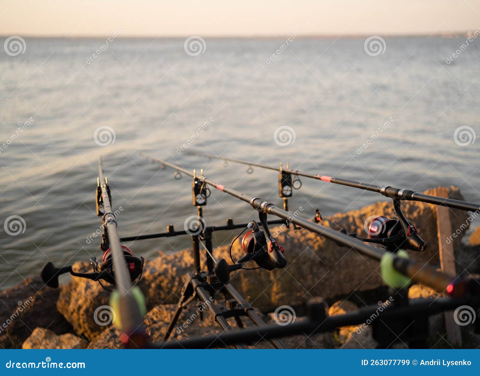 Carp Rod on the Stand on Fishing. Stock Image - Image of catch