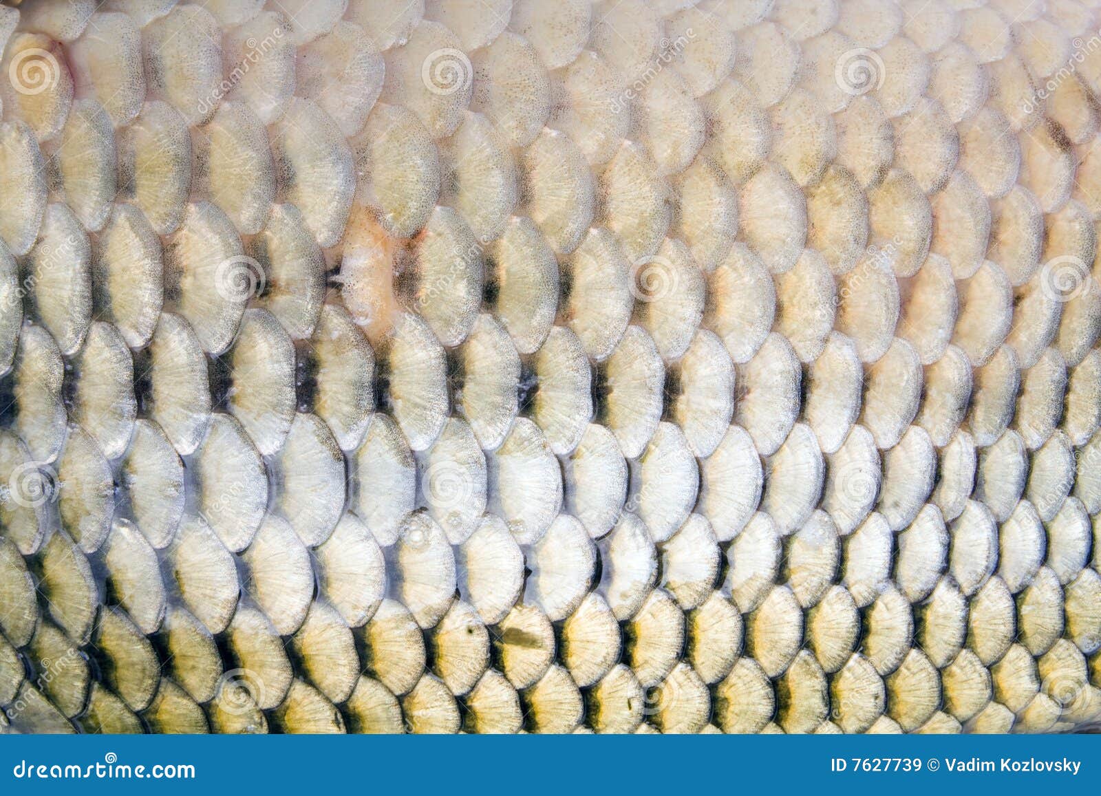 Carp s detail scales stock image. Image of fillet, nutritious 7627739